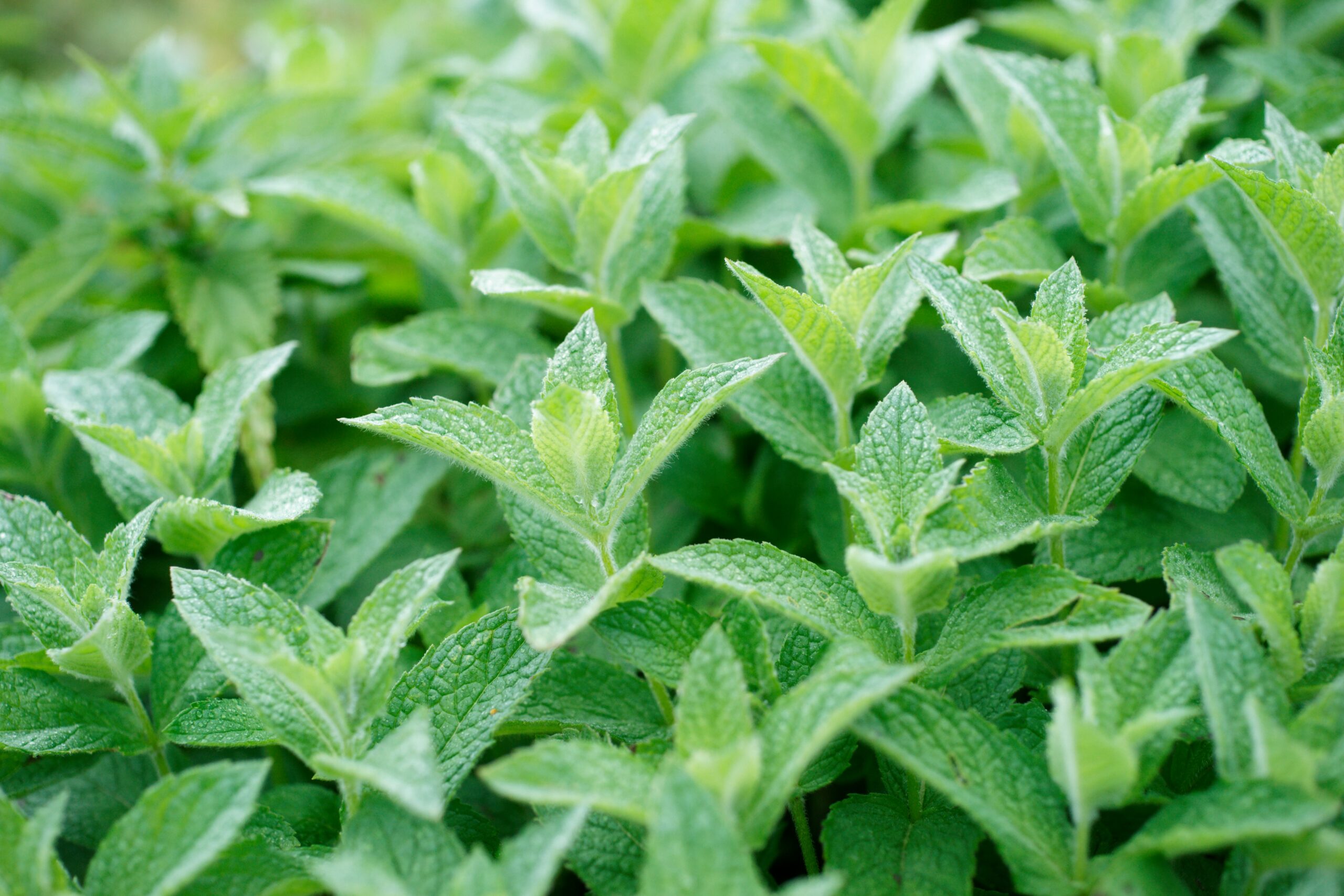 Heilpraktiker für Phytotherapie in Haltern am See (Kreis Recklinghausen) · in der Nähe von Dortmund